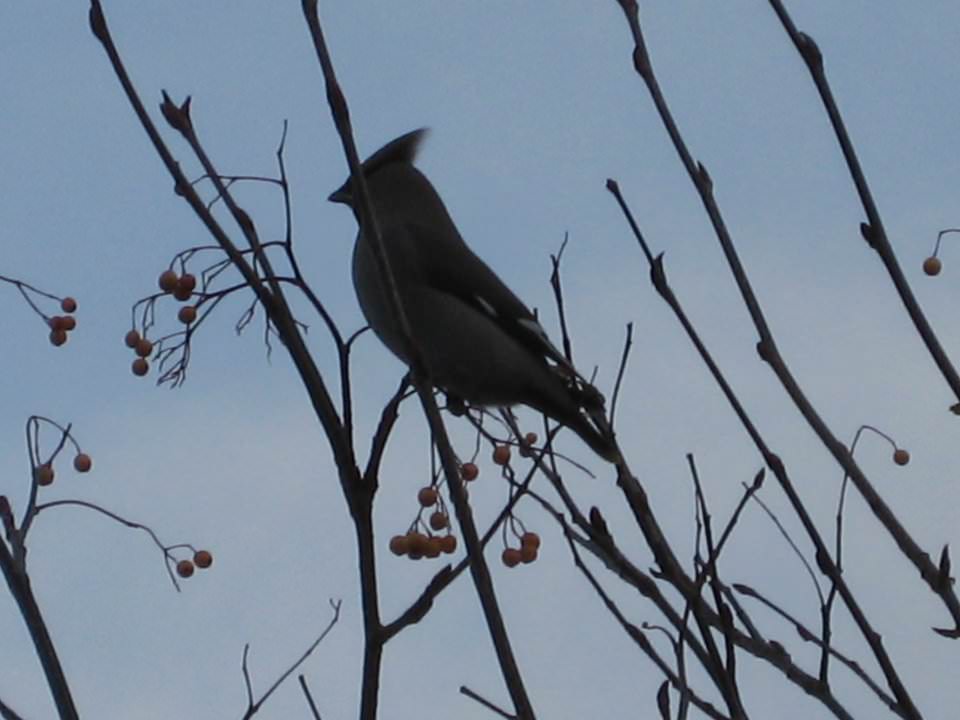 Dad's pictures of Waxwings