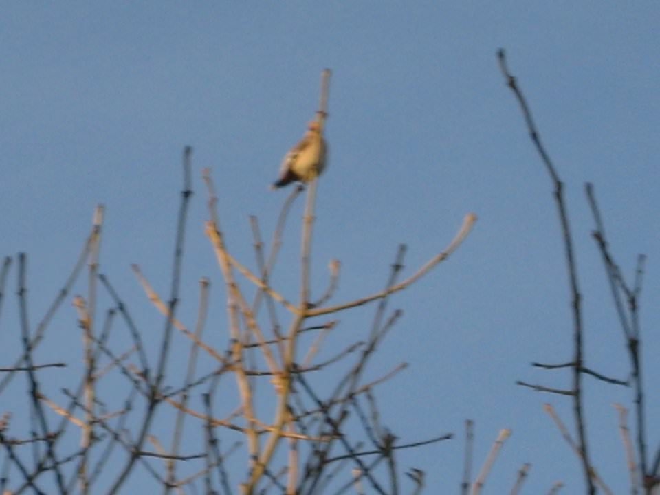 Dad’s pictures of Waxwings