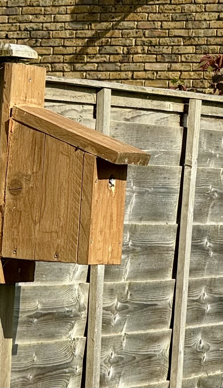An early sighting of a blue tit at the bird box