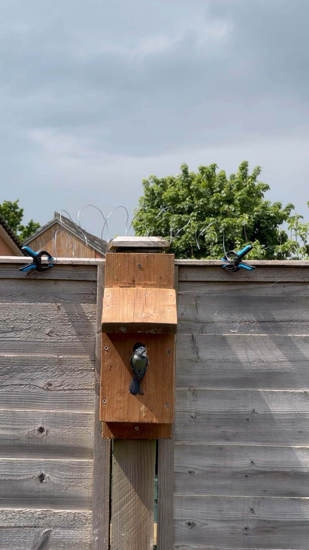 Still from Ingrid’s video of blue tit feeding young at the bird box