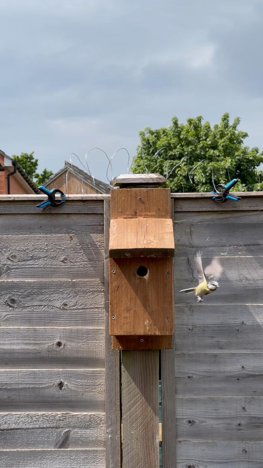 Still from Ingrid’s video with the blue tit flying away