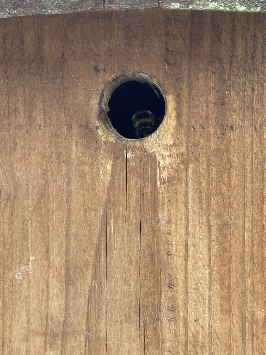 This year the bird box has become a bee box