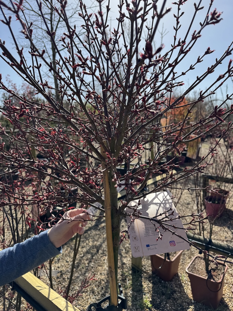 Photo of Skeeter’s Broom, a type of Japanese Maple