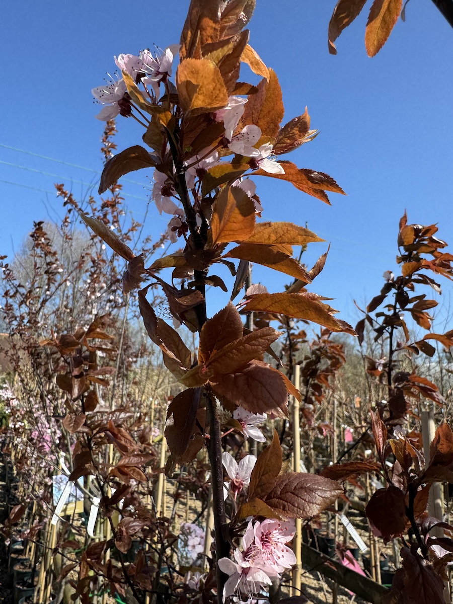 Picture of a black cherry blossom