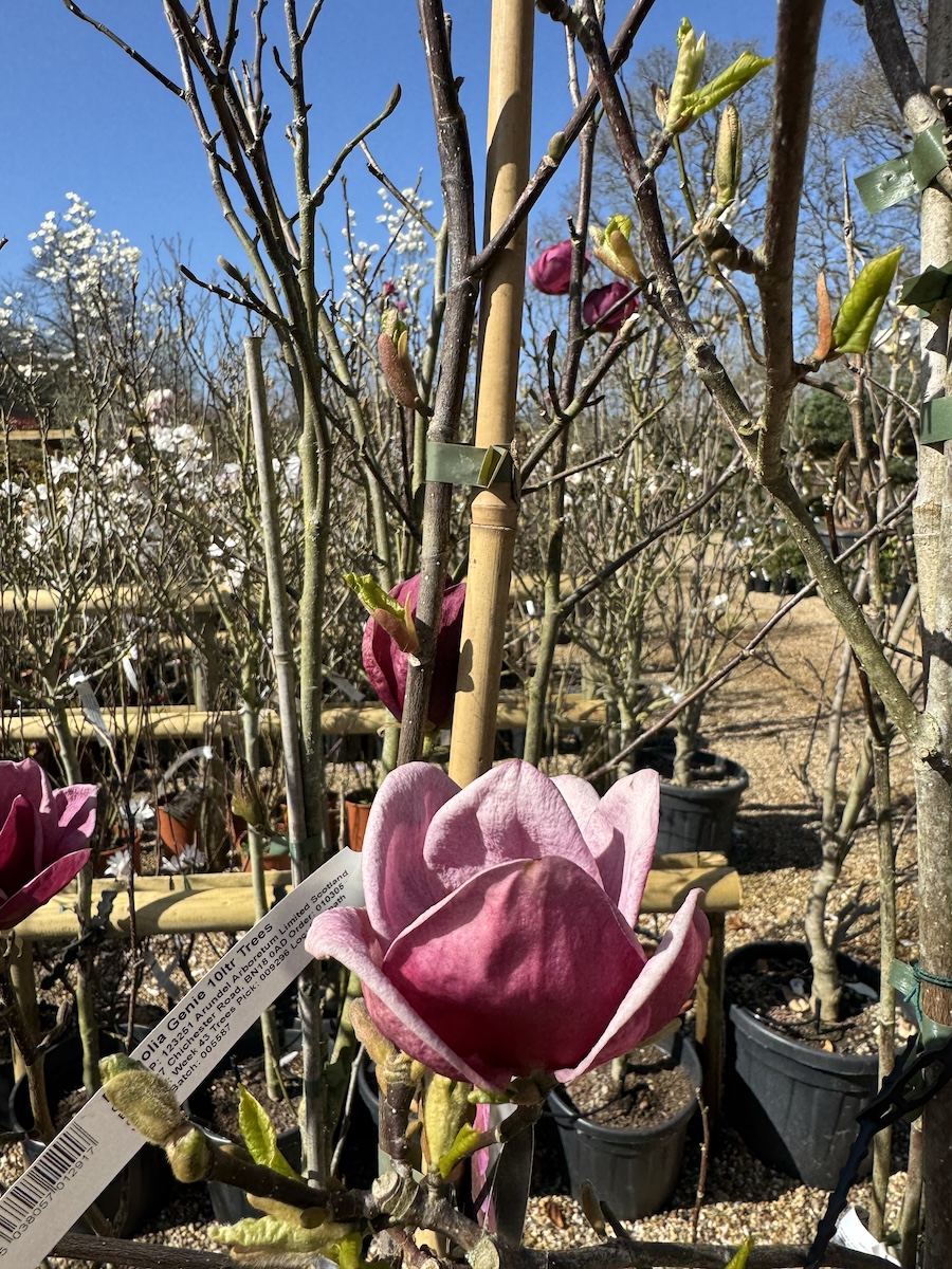 A classic Magnolia flower
