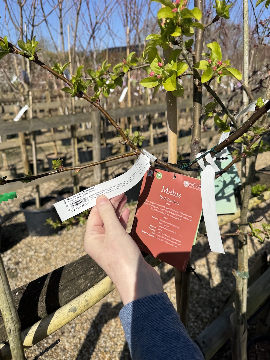 Picture of a malus, or crab apple tree