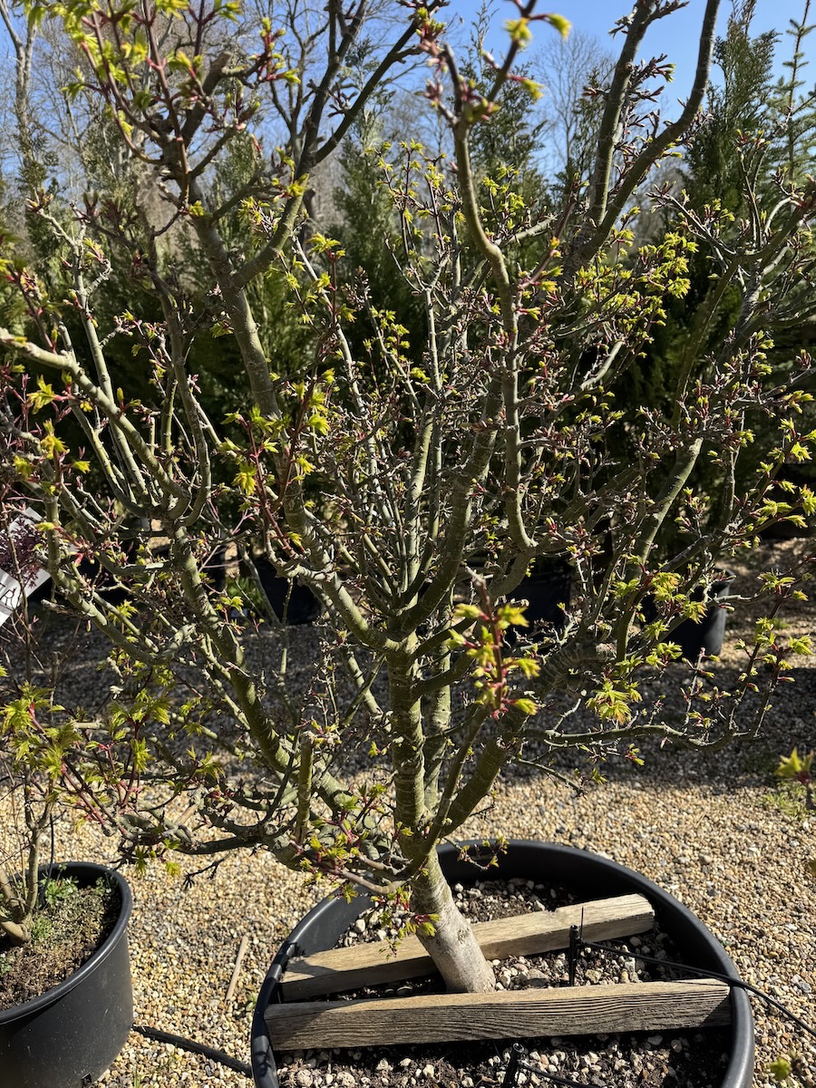 Photo of crispifolium, a type of Japanese Maple