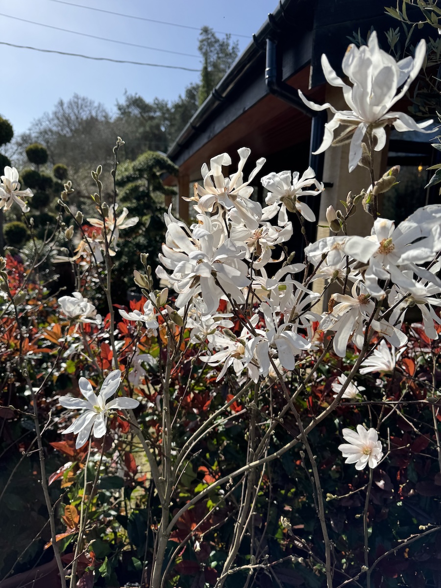 A white spidery magnolia